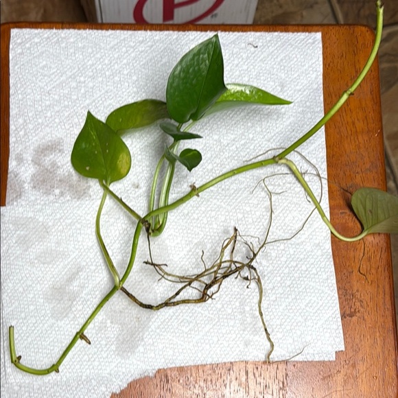 Pothos green and healthy Set of 2 long strands. Ready to plant-rooted - Picture 5 of 8